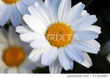 一年生植物，開花白花，花期長，易生長[北極] 87260869