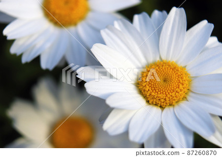 一年生植物，開花白花，花期長，易生長[北極] 87260870