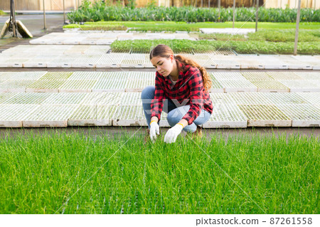 Female gardener working with onion seedling Female gardener working with onion seedling 87261558