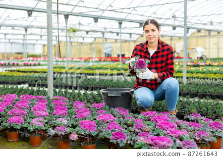 Female florist working with cauliflower plants Female florist working with cauliflower plants 87261643