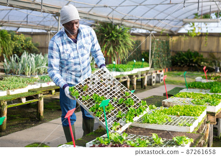 African american man holding boxes of lettuce seedlings African american man holding boxes of lettuce seedlings 87261658