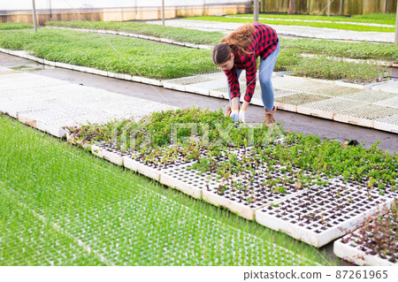 Woman farmer holding trays for seedling Woman farmer holding trays for seedling 87261965
