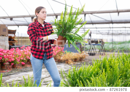 Woman choosing nephrolepis in pot in greenhouse Woman choosing nephrolepis in pot in greenhouse 87261978