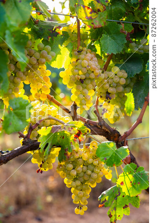 Ripe green grapes hanging in fruit garden 87262004