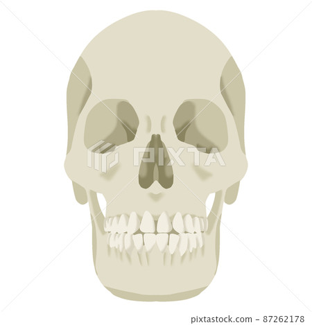 Illustration of a skull facing the front Illustration of a skull facing the front 87262178