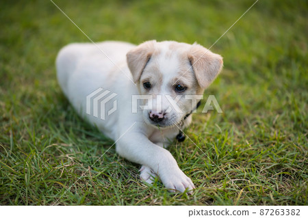 creamy labrador retriver puppy on grass field 87263382