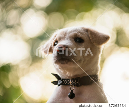 Portrait of labrador retriver puppy at sunset 87263384