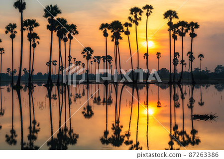 sugar palm tree with reflection at sunrise sugar palm tree with reflection at sunrise 87263386