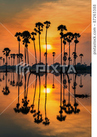 Vertical sugar palm tree with reflection at sunrise 87263388