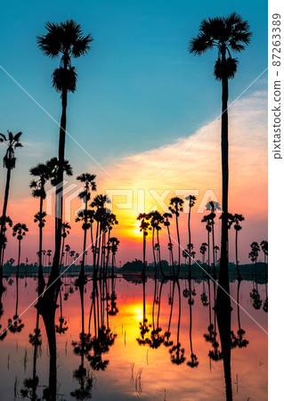 Veritcal silhouette sugar palm tree at dawn Veritcal silhouette sugar palm tree at dawn 87263389