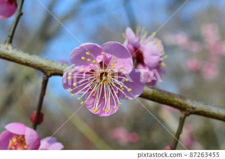 京都市北野天滿宮梅園美麗的梅花 87263455