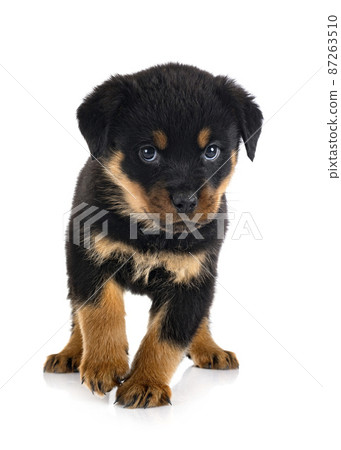 puppy rottweiler in studio puppy rottweiler in studio 87263510