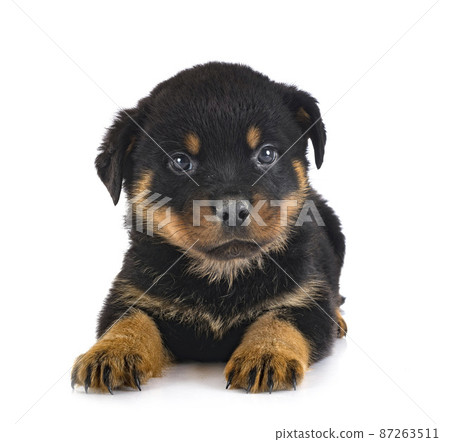 puppy rottweiler in studio 87263511