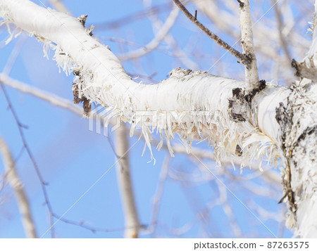 Birch skin (winter) 87263575