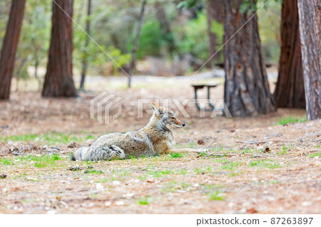 Close up shot of a Coyote in Yosemite National Park 87263897