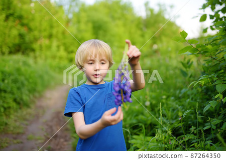 Cute preschooler boy is admiring of lupine flowers in field on summer day. Little child is exploring nature. Cute preschooler boy is admiring of lupine flowers in field on summer day. Little child is exploring nature. 87264350