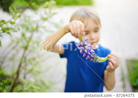 Cute preschooler boy is admiring of lupine flowers in field on summer day. Little child is exploring nature. Cute preschooler boy is admiring of lupine flowers in field on summer day. Little child is exploring nature. 87264375