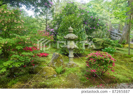Idyllic view on  lantern  and rhododendrons bushes and enkianthus campanulatus (left  corner) and wooden  entrance to japanese garden in the Hague 87265887