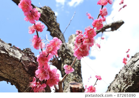 藍天和李子 藍天和李子 87265890