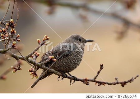 Resting blue rock thrush female Resting blue rock thrush female 87266574