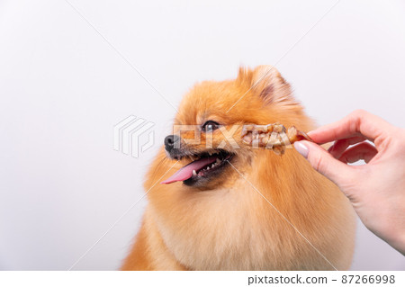 The dog refuses the treat and turns away The dog refuses the treat and turns away 87266998