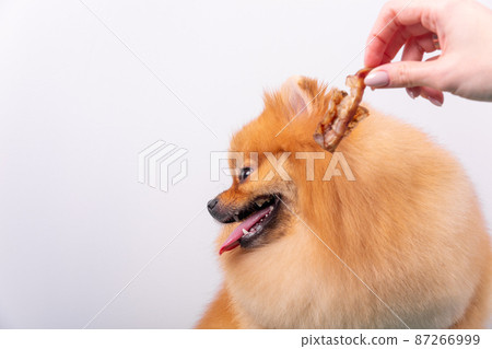 The dog refuses the treat and turns away 87266999
