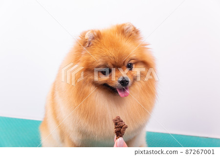 Adorable brown Pomeranian dog eating dried pet food 87267001