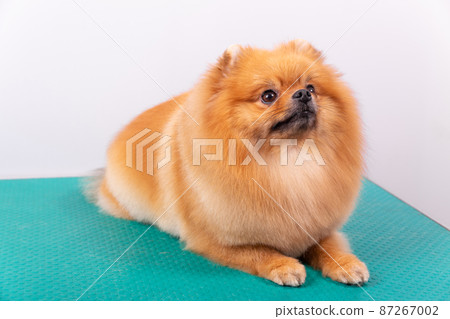 Cute Pomeranian dog smiling while looking up. Cute Pomeranian dog smiling while looking up. 87267002