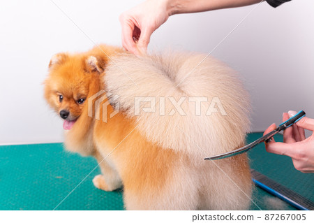 Professional groomer takes care of Orange Pomeranian Spitz in animal beauty salon. Professional groomer takes care of Orange Pomeranian Spitz in animal beauty salon. 87267005