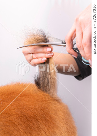 Professional groomer takes care of Orange Pomeranian Spitz in animal beauty salon. 87267010