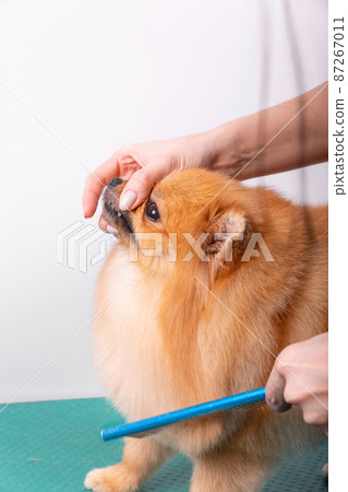 Professional groomer takes care of Orange Pomeranian Spitz in animal beauty salon. 87267011