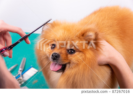 Professional groomer takes care of Orange Pomeranian Spitz in animal beauty salon. Professional groomer takes care of Orange Pomeranian Spitz in animal beauty salon. 87267016