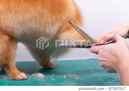 Professional groomer takes care of Orange Pomeranian Spitz in animal beauty salon. Professional groomer takes care of Orange Pomeranian Spitz in animal beauty salon. 87267027