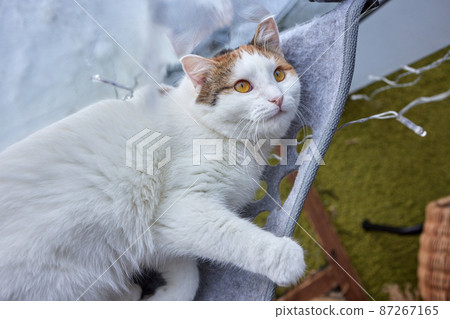 cat laying in wall glass mounted bed at home. cat laying in wall glass mounted bed at home. 87267165
