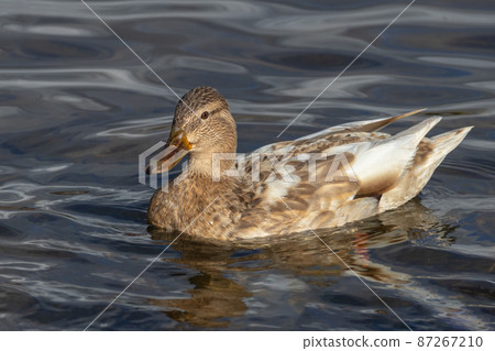 albino Mallard duck albino Mallard duck 87267210