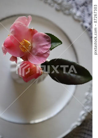 花園裡的單花山茶花 87267303