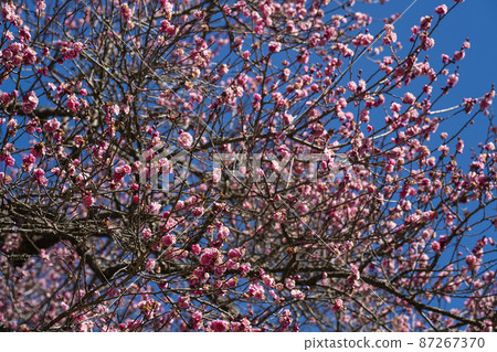 Red-bloom in full bloom Red-bloom in full bloom 87267370