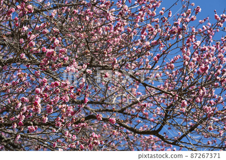 盛開的紅色綻放 87267371