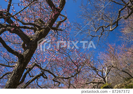 Bamboo garden in full bloom Bamboo garden in full bloom 87267372