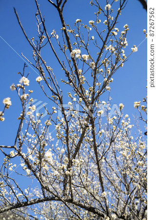 藍天和白色李子 87267562