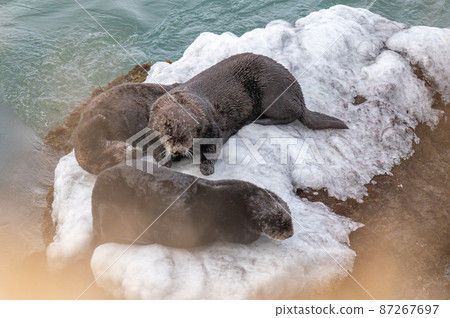 Kiritappu's sea otter family Kiritappu's sea otter family 87267697
