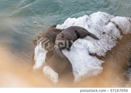 Kiritappu's sea otter family Kiritappu's sea otter family 87267698