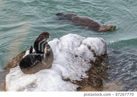 Kiritappu的海獺家族 87267770