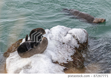 Kiritappu的海獺家族 87267771