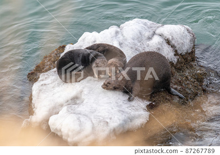 Kiritappu's sea otter family Kiritappu's sea otter family 87267789