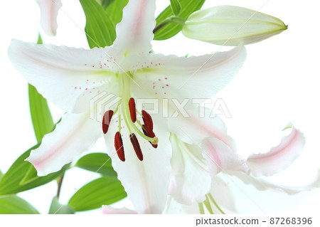 Large lily, slightly pink flower, oriental hybrid system, bright background 87268396