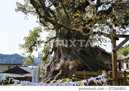 鴨毛的奧須(國家特別天然紀念物)日本最大的巨樹,估計樹齡 1500 年,鹿兒島縣鴨毛町 鴨毛的奧須(國家特別天然紀念物)日本最大的巨樹,估計樹齡 1500 年,鹿兒島縣鴨毛町 87268902