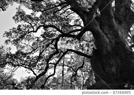 鴨毛的奧須（國家特別天然紀念物）日本最大的樹，鹿兒島縣鴨毛町 87268905