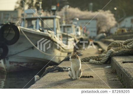 一隻貓在琵琶湖人工島隱岐島度過春天 87269205