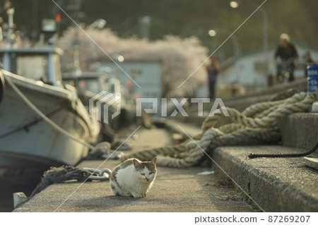 A cat spending spring on Oki Island, a manned island in Lake Biwa 87269207